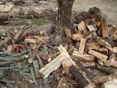 Governo procura alternativa energética para aliviar pressão sobre a floresta