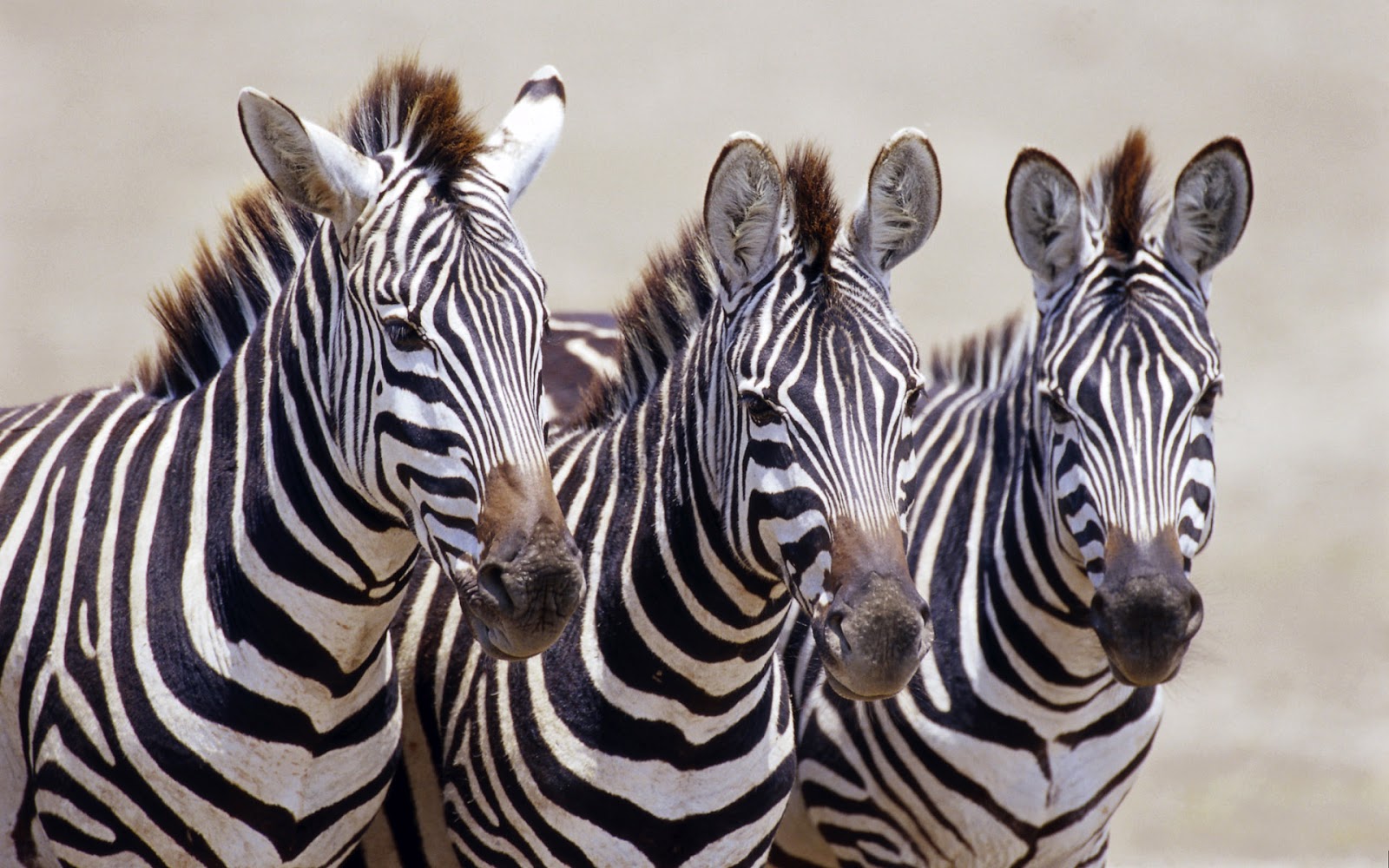 http://4.bp.blogspot.com/-c7-mOvIOeTw/ULCJMzWJOzI/AAAAAAAABjQ/KfiBJxCN8VM/s1600/hd-zebra-wallpaper-2012-2013-01.jpg