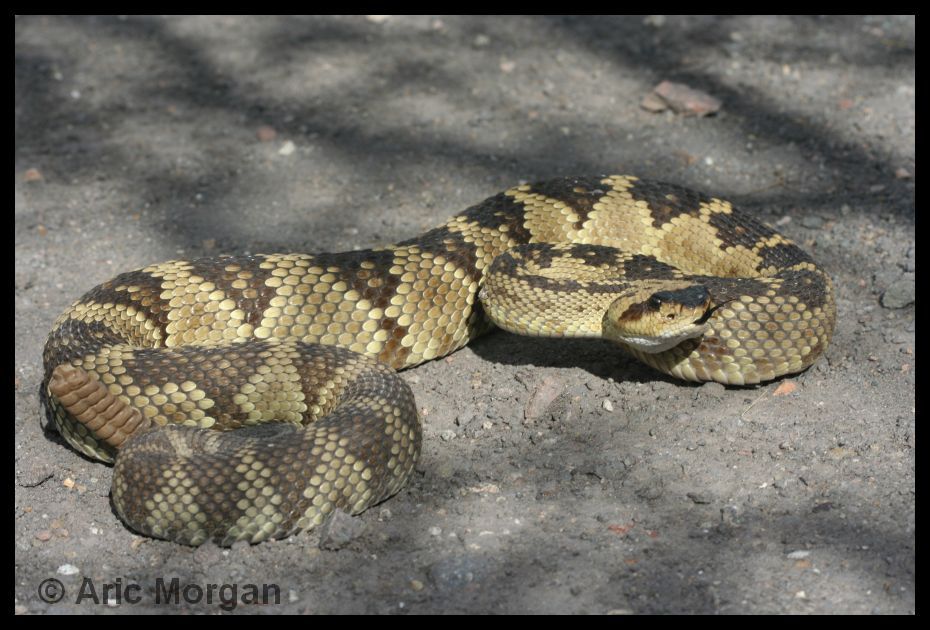 Taking the Roads Less Traveled Yellow Phase Black Tailed Rattlesnake