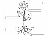 Flower Diagram Flower Diagram