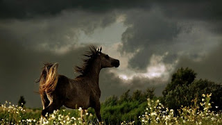 a-pistefto.blogspot.com αλογων, kwiatkowski, wojtek, φωτογραφιες