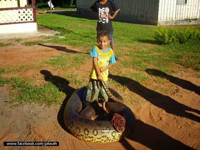 Jalwah Anaconda Largest Snake In The World
