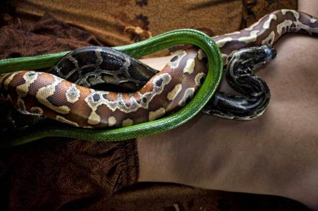 Reflexology - Massage python An employee demonstrates a spa massage with reflexology pythons Center in Bali October 27, 2013, in Jakarta, Indonesia.