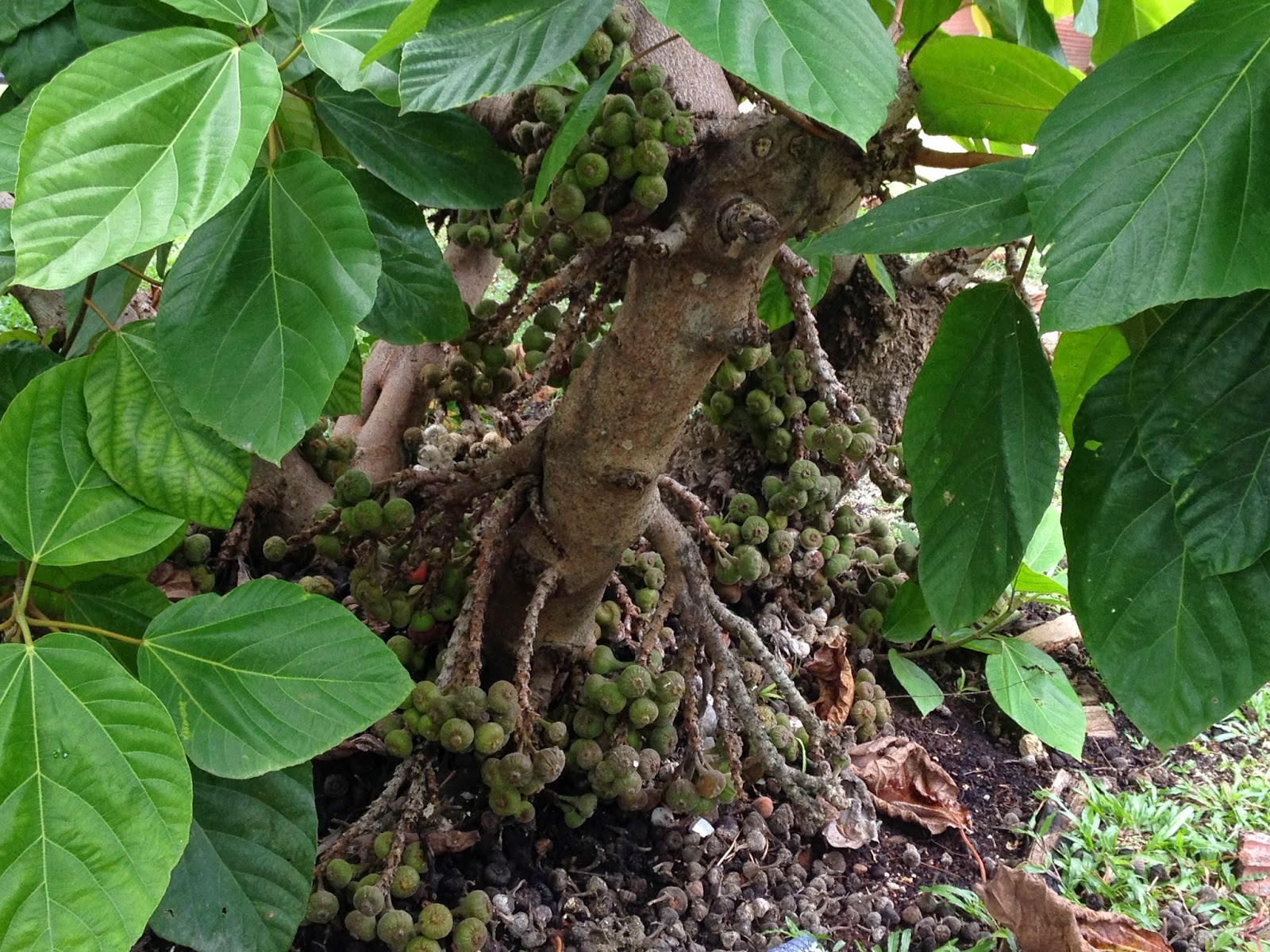 Swiftlet Farming Million Dollars A Year Potential. A Very Large Figs Tree In Sungai