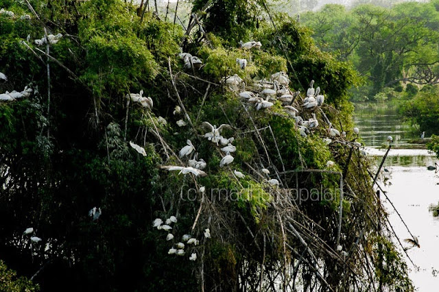 Vedanthangal Bird Sanctuary Vedanthangal Bird Sanctuary