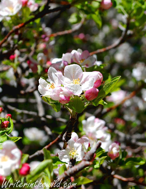 Apple Blossom Apple Blossom