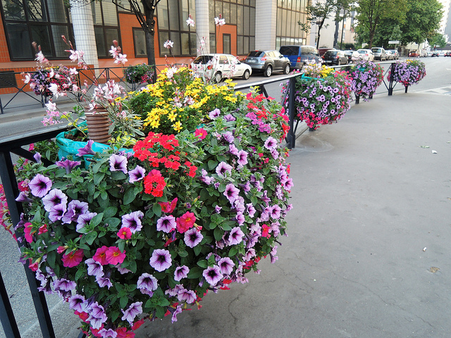 [Image: sac-hoa-mua-he-chau-au-1.jpg]