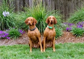 Piper and Lily when Piper came to swim.