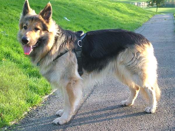 German Shepherd Pet Dogs - Pets Cute and Docile