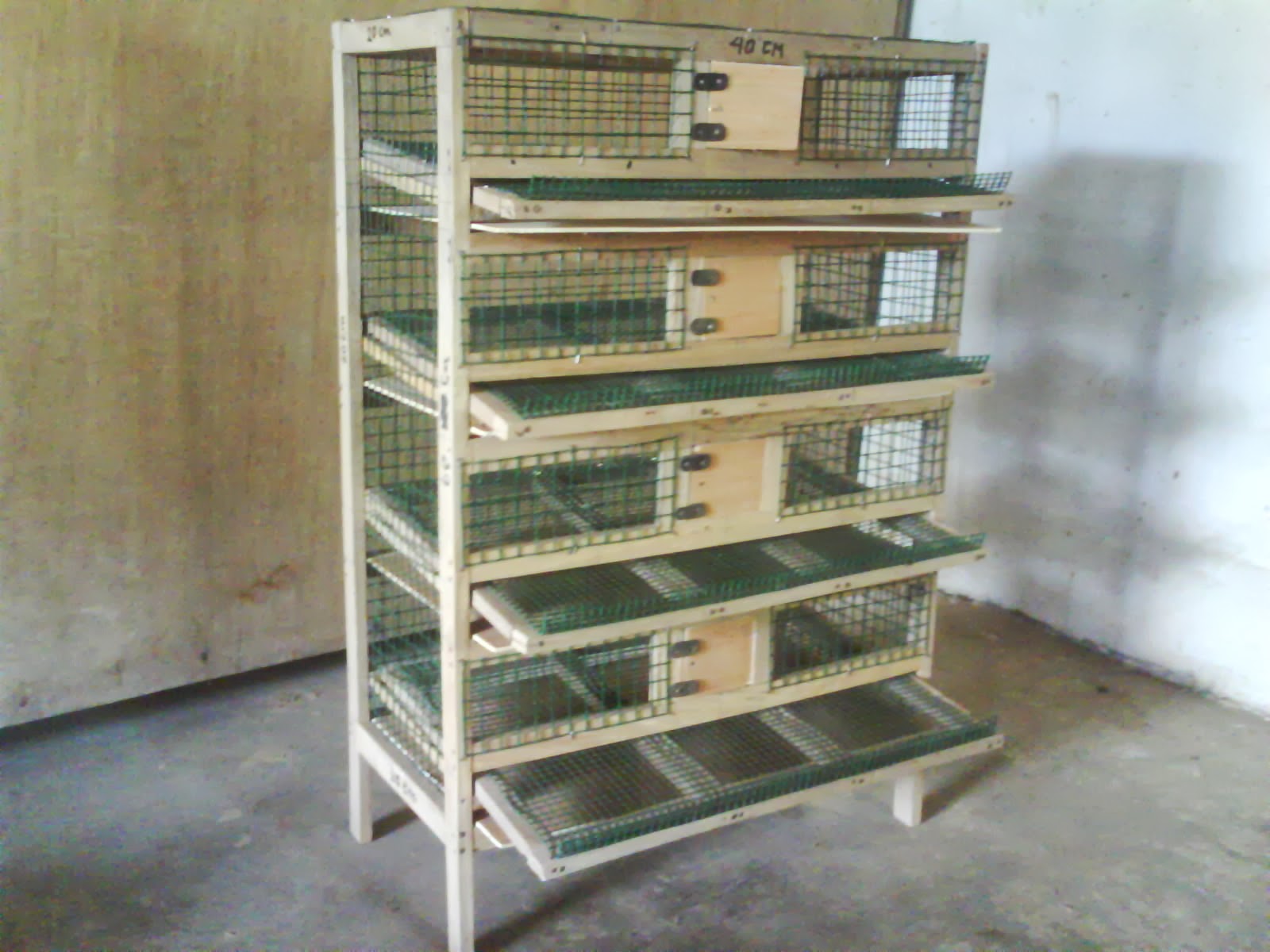 Gambar Burung Puyuh | Dunia Binatang