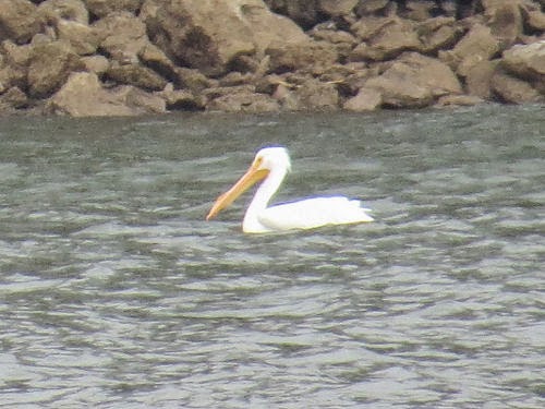 white pelican