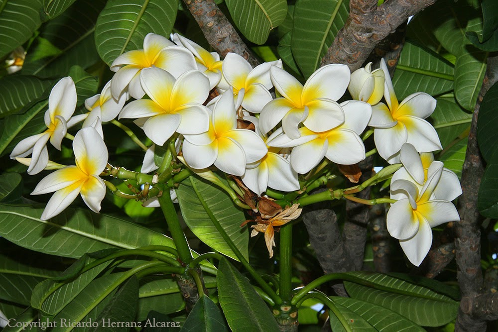 plomeria libertad fotosricardo h plumeria frangipani plomeria libertad fotosricardo h plumeria frangipani