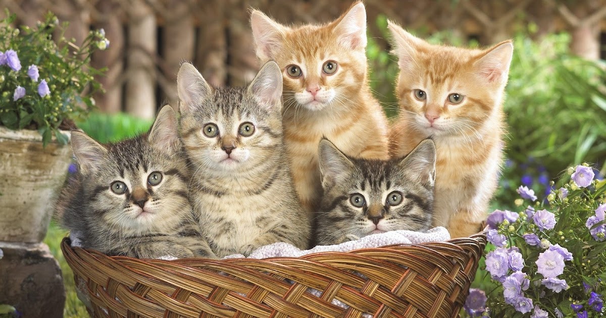 Piante e Fiori Il corredo del gatto