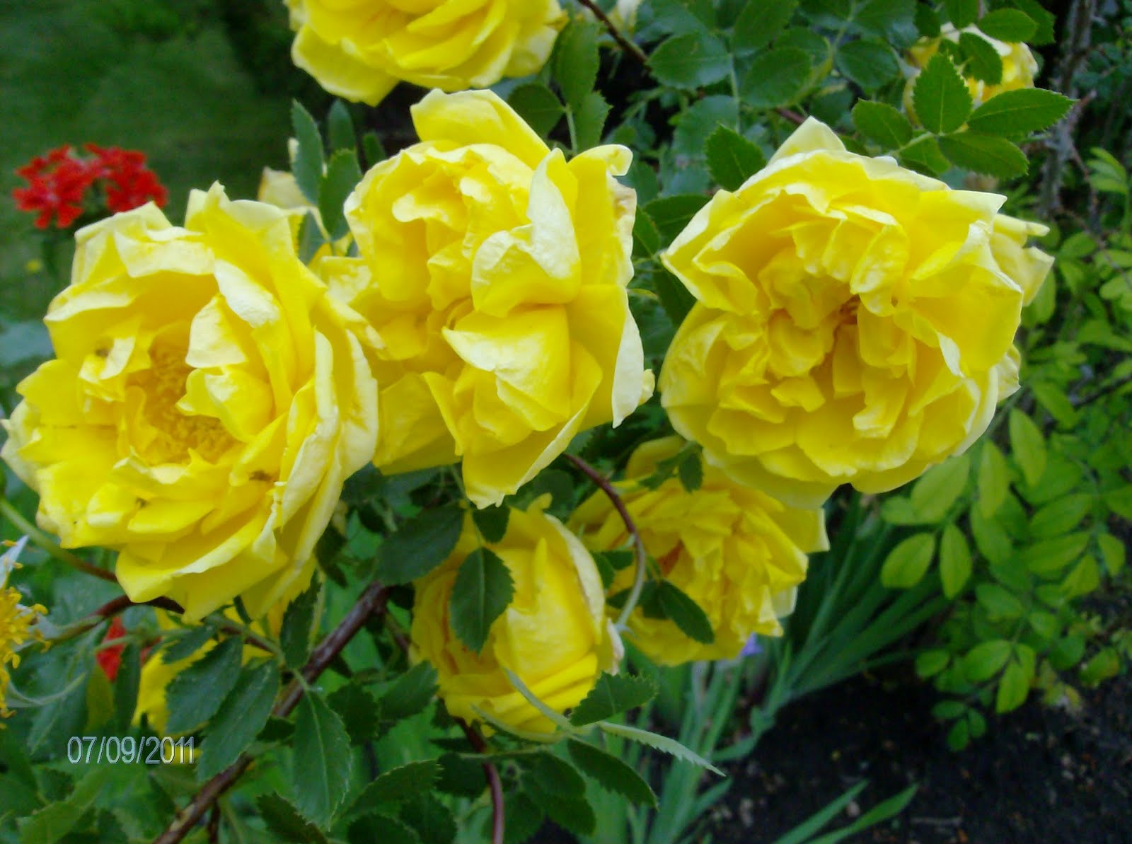 Hiawatha House Red's Yellow Rose Bush