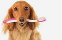 higiene bucal perros higiene bucal perros