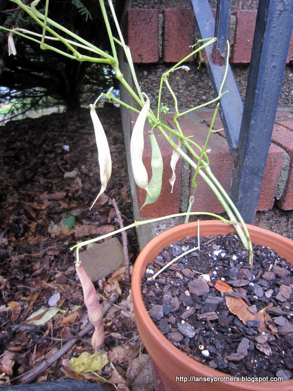 The Lansey Brothers' Blog Growing kidney beans