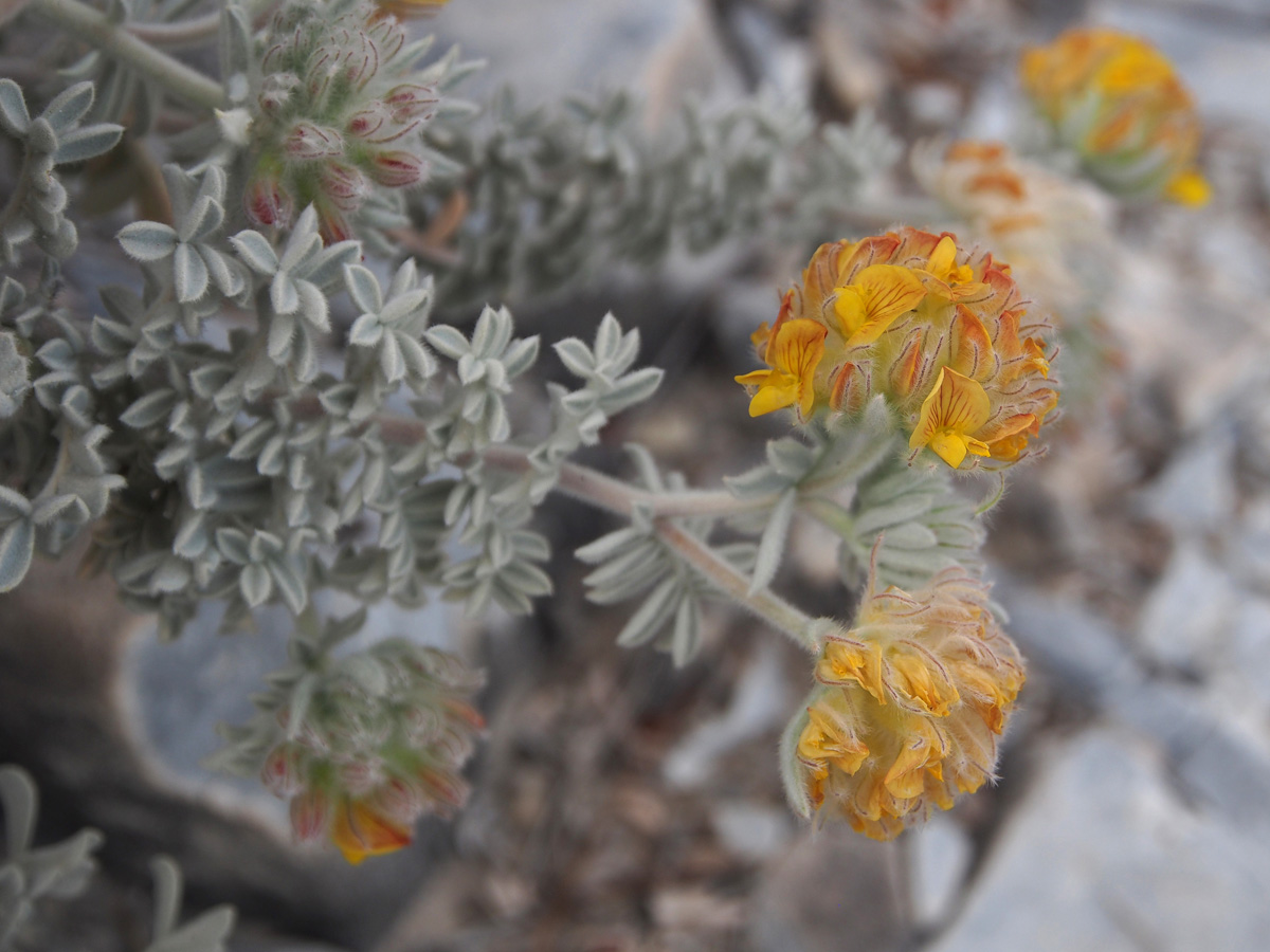 Anthyllis tejedensis