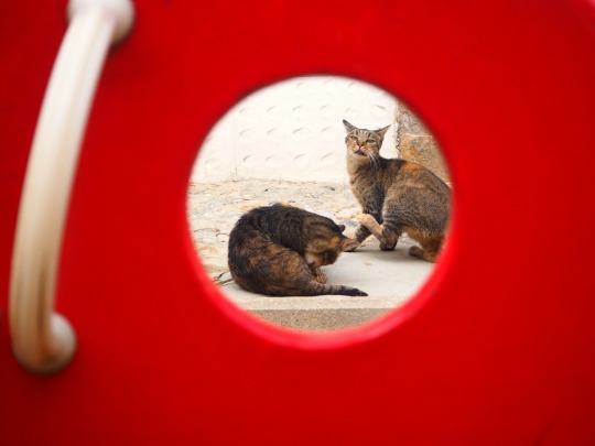 peeping tom cats
