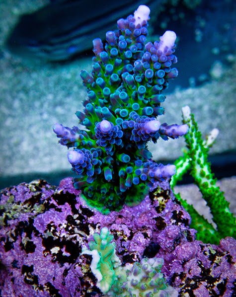 aquarium test kits which