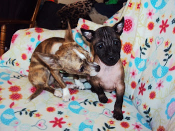 A Thai Ridgeback puppy and a Chihuahua