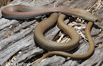 Yellow-faced Whip Snake VENOMOUS but generally not considered dangerous