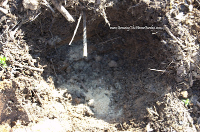 potato growing conditions
