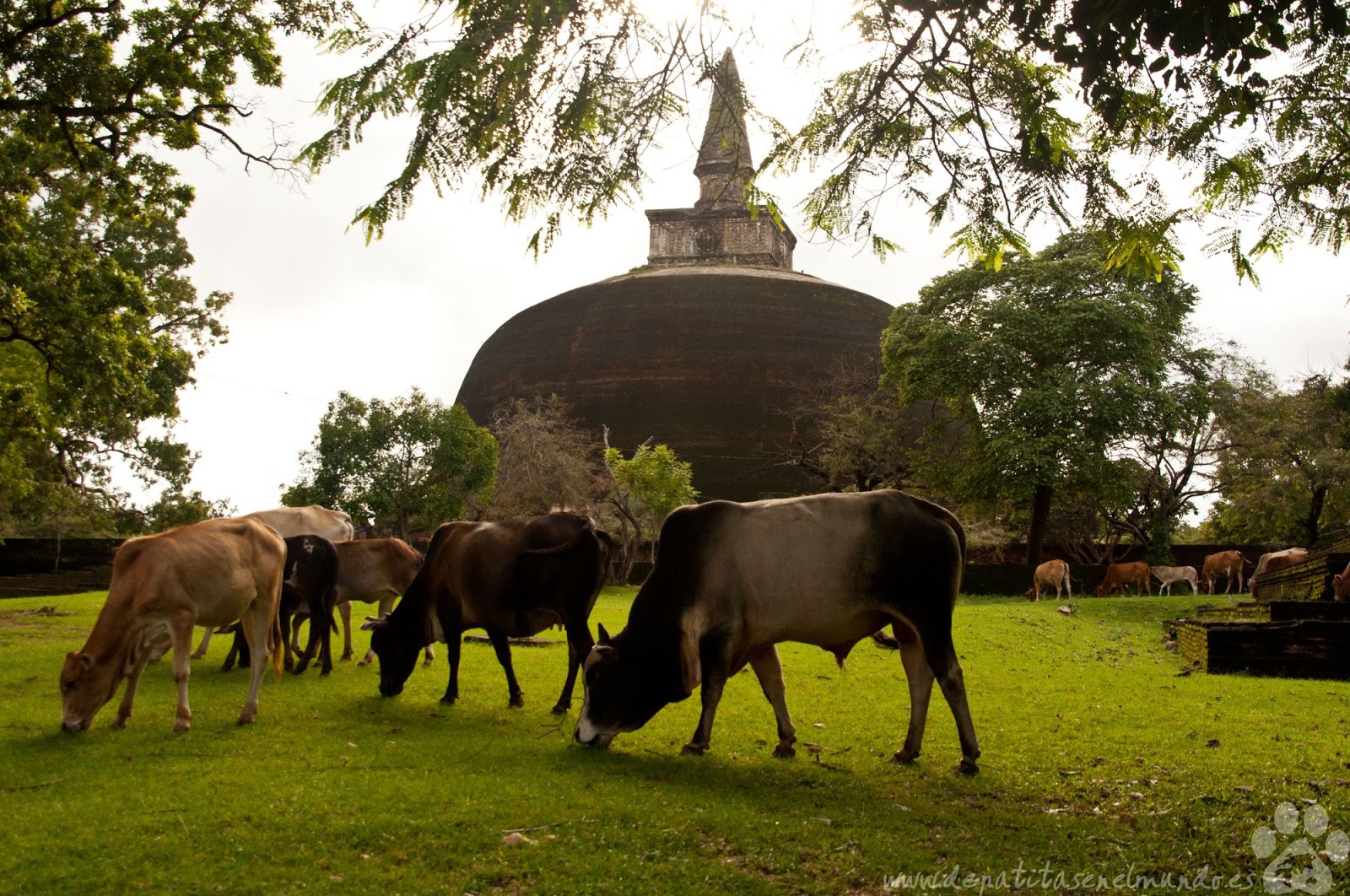 Rankot Vihara en Polonnaruwa