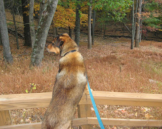 WHERE IS BAMBI!!??!