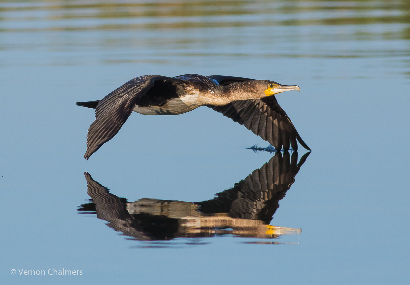 Vernon Chalmers Photography Low Flying Cormorant Woodbridge Island