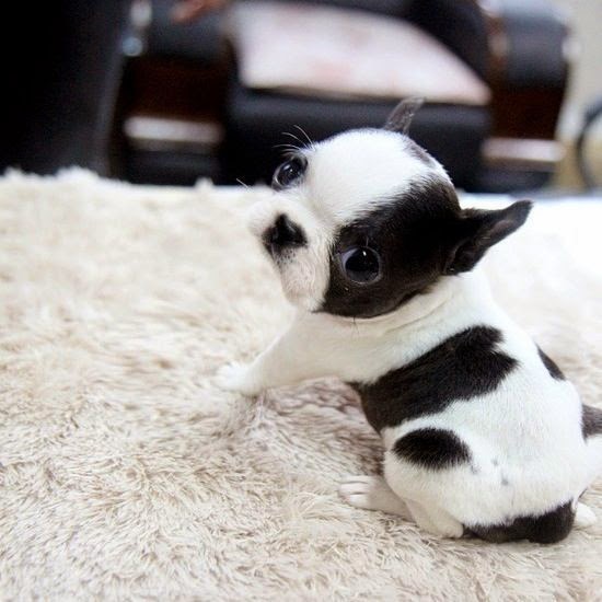 Top 5 Cutest Dog Breeds