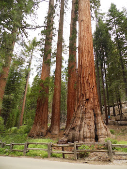 These sequoias are called the Bachelor and the Three Graces