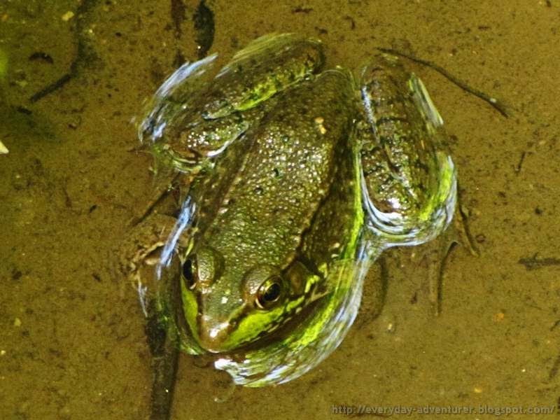 The Everyday Adventurer I Found Frogs!