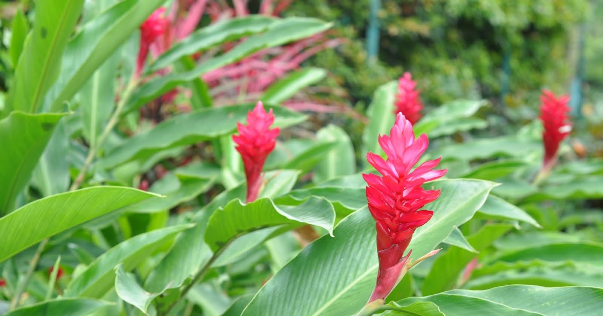 rockriverstone Red Ginger Lily