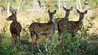 Herd of deer causes a conflict situation at Mattala airport Herd of deer causes a conflict situation at Mattala airport