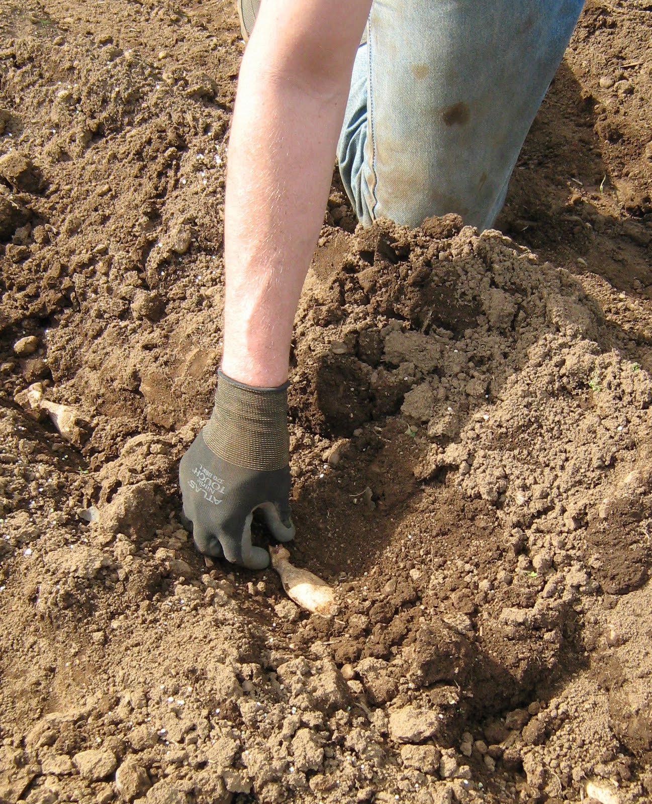 Lynch Creek Dahlias Garden Bulletin Lynch Creek Dahlias