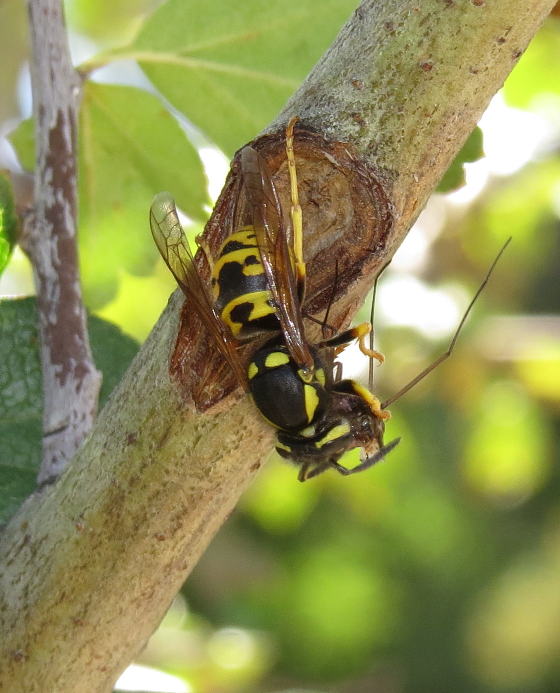 Bug Eric Makin' Paper