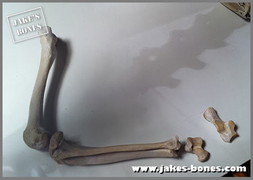 How I rearticulated my badger skeleton, part two : Jake's Bones