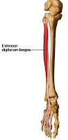 Muscles of the Lower Limb ~ Anatomy for MSP