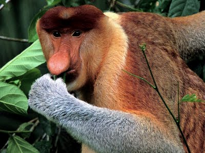 Sejarah Asal Mula Kekayaan Fauna Indonesia @Warkop Aremania Sejarah Asal Mula Kekayaan Fauna Indonesia @Warkop Aremania