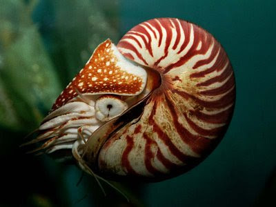 Los distintos tipos de animales Los distintos tipos de animales