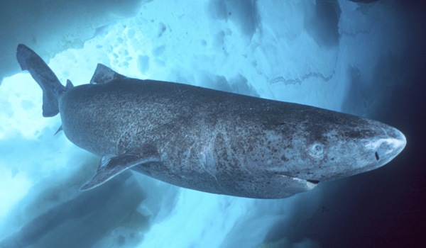 Greenland Shark