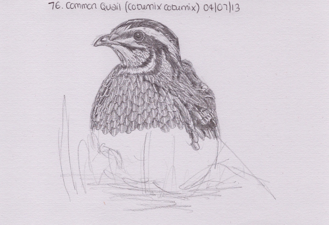 Learn.Draw.BIRD.: 76. Common Quail (Coturnix coturnix)