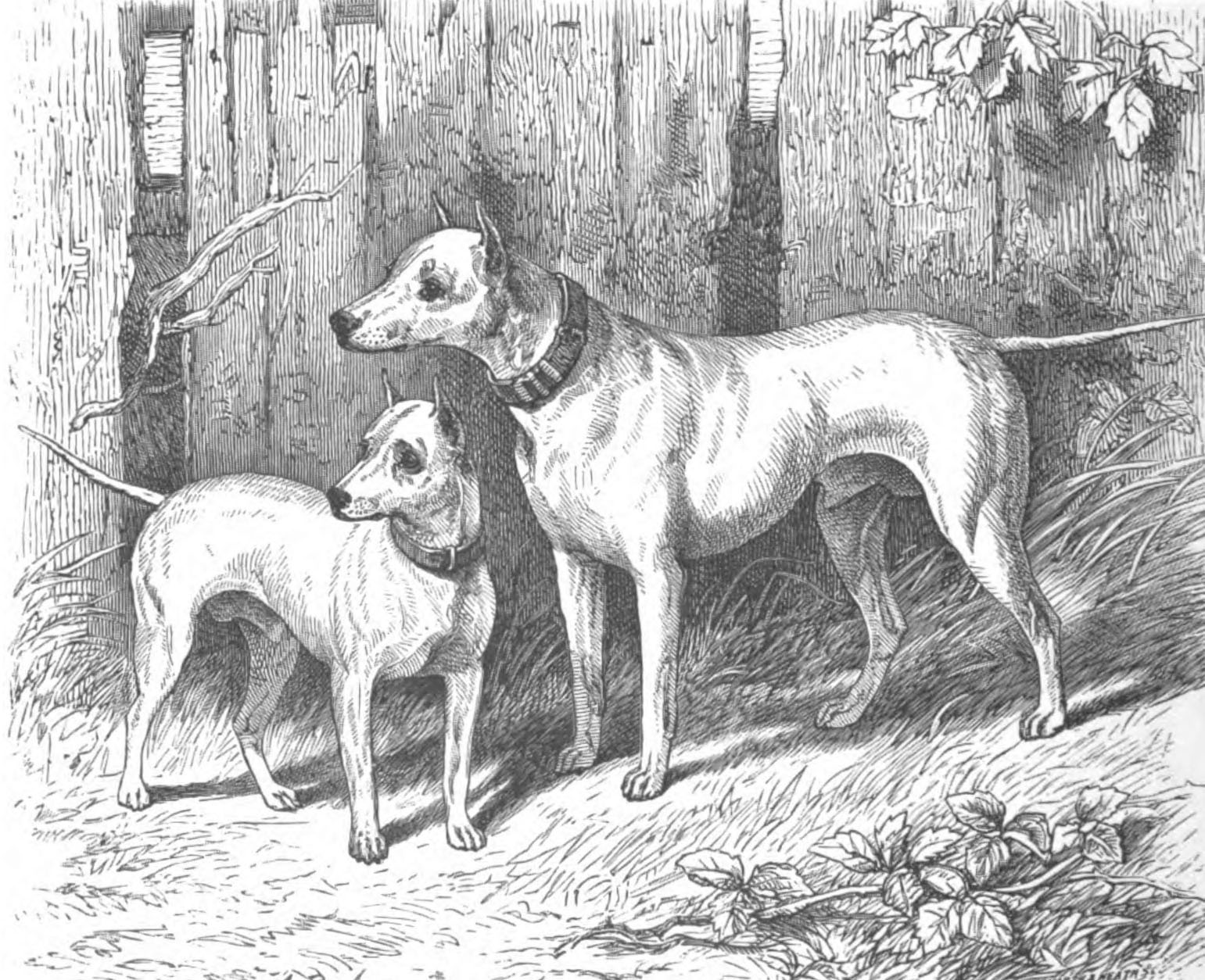 Dog Law Reporter: The Sordid History of Pit Bull Fighting in 19th Century  England