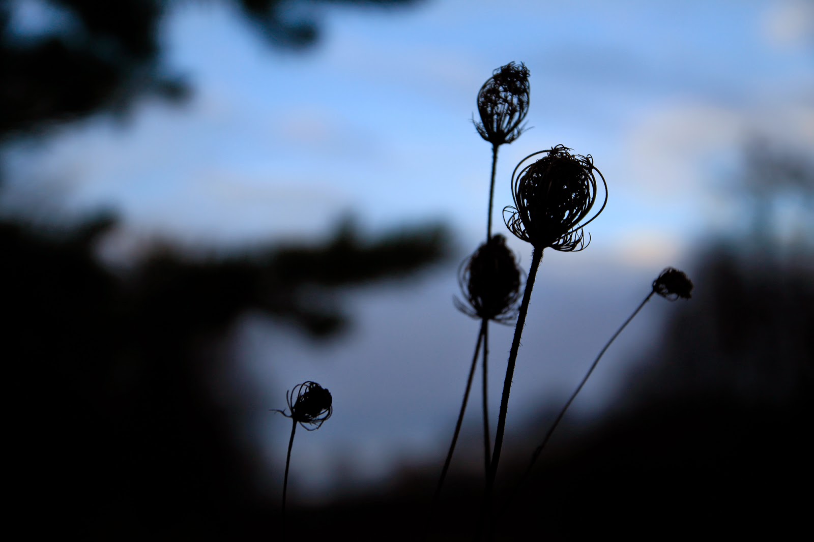 Gwiazdka w Puszczy - Ania w Podróży
