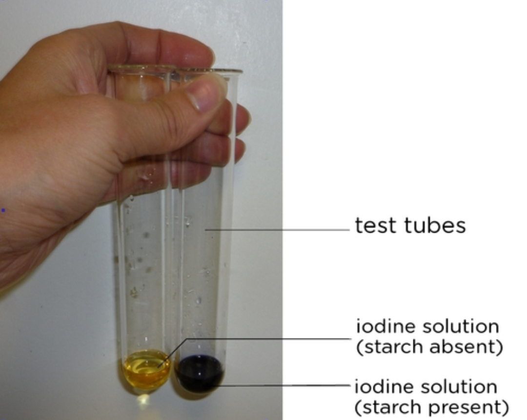 test for starch The reaction is due to the formation of polyiodide chains from the reaction of starch and iodine the amylose in starch forms helices where iodine molecules assemble. test for starch The reaction is due to the formation of polyiodide chains from the reaction of starch and iodine the amylose in starch forms helices where iodine molecules assemble.