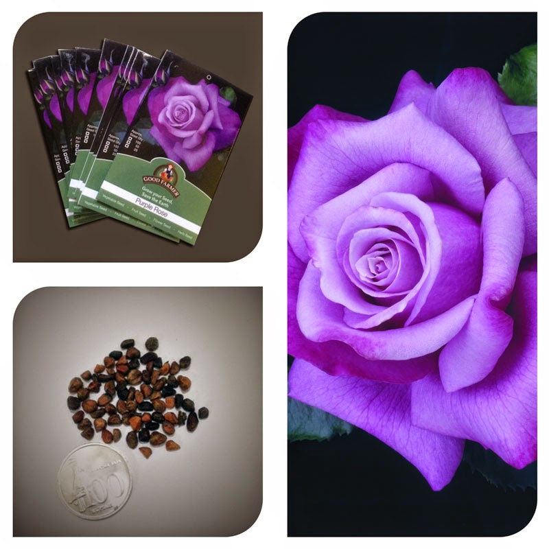 jual bibit benih bunga mawar ungu import purple jual bibit benih bunga mawar ungu import purple
