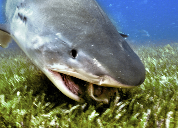 HD Animals: tiger sharks eating