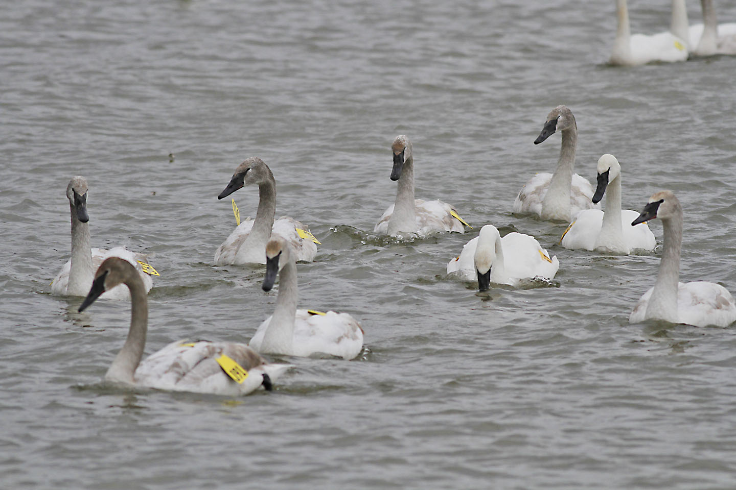 Nature Photos by Donna Mute and Trumpeter Swans