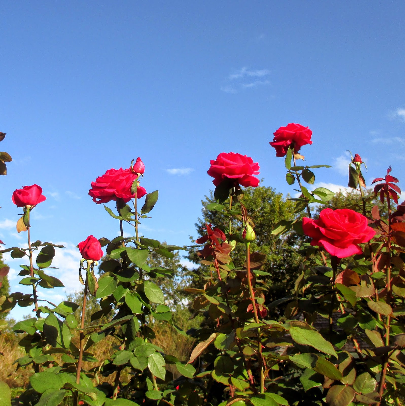 Virginia's Life, Such As It Is!: Christmastime at Leu Gardens