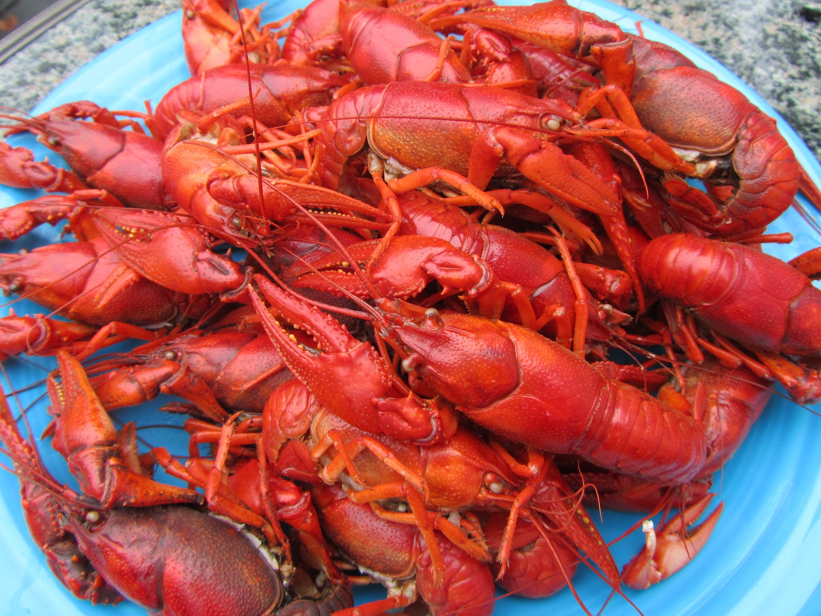 Philosophizing with a Hammer Crayfish, Crawfish, Little Lake Lobsters